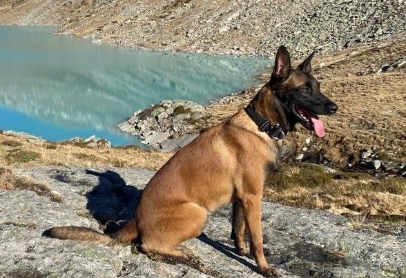 Polis köpeği kaza yapan sürücünün hayatını kurtardı