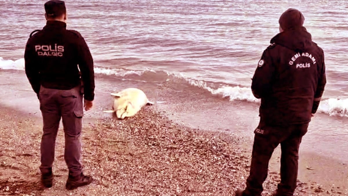 Tekirdağ’da polisleri şaşırtan görüntü