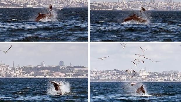 Marmara Denizi’nde şoke eden görüntü: Yetişkin yunus, yavru yunusu vura vura öldürdü! Bilimsel makaleye konu oldu…