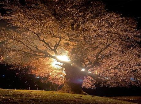 Tam 800 yıllık meşe ağacı alev alev yandı! O anlar böyle fotoğraflandı