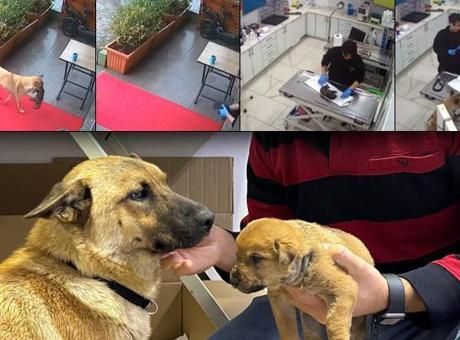 İstanbul’da sahipsiz köpek ölmek üzere olan yavrusunu veterinere getirdi!