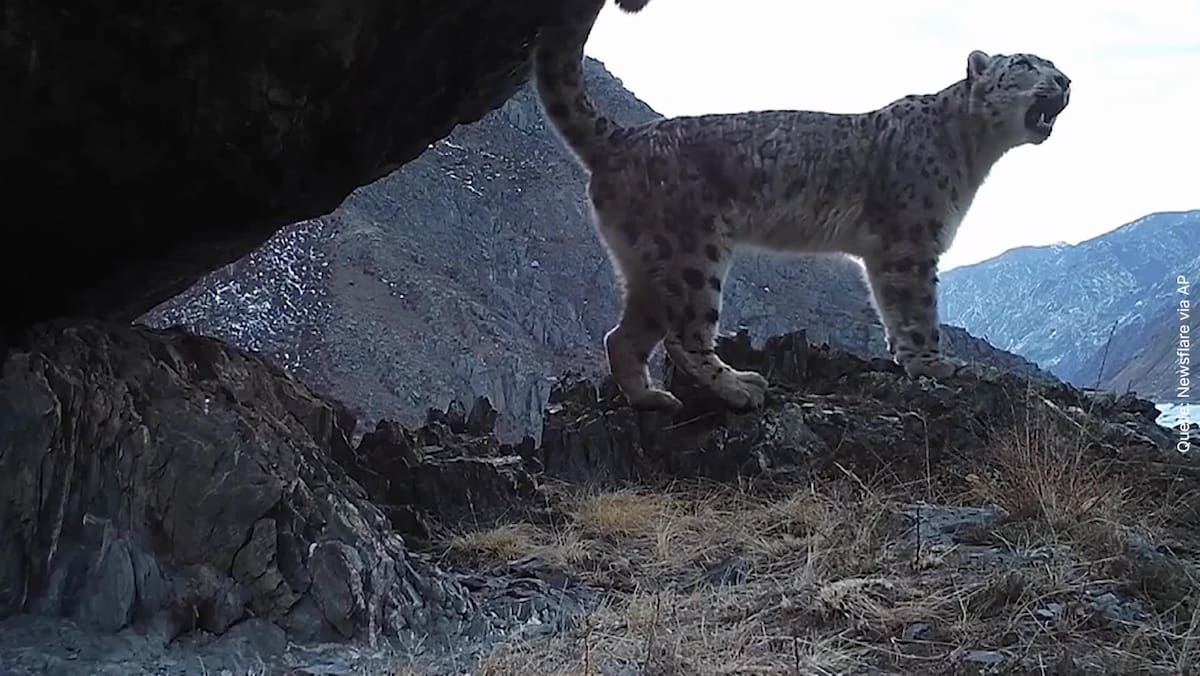 Sibirya’da yüksek sesli aşk çağrıları: Bir kar leoparı eş ararken böyle ses çıkarıyor