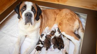 Barry Vakfı’nda tatiller sırasında on altı Saint Bernard yavrusu doğdu