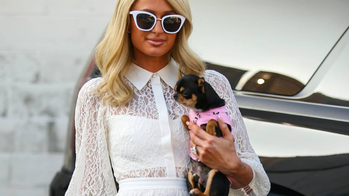 Paris Hilton, orman yangınlarından sonra bir koruyucu köpeği sahiplendi