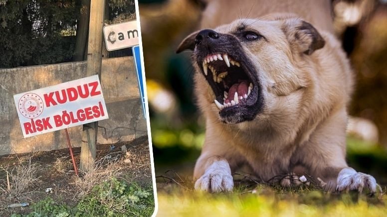 Hatay’da ‘kuduz’ alarmı! 2 kişi ısırıldı, mahalle karantinaya alındı